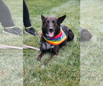 Small Photo #26 Mutt Puppy For Sale in Oakhurst, NJ, USA