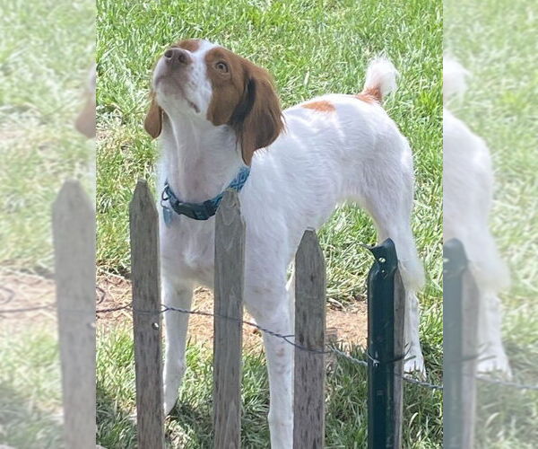 Medium Photo #2 Brittany Puppy For Sale in Curwensville, PA, USA