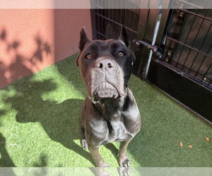 Mutt Dogs for adoption in Goodyear, AZ, USA