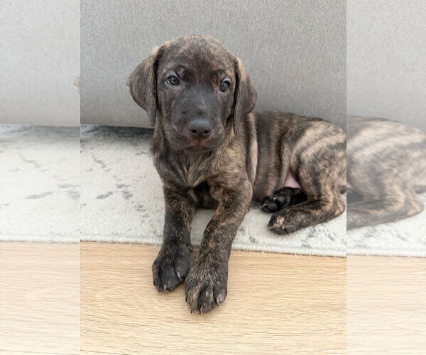 Medium Photo #5 Labrador Retriever-Unknown Mix Puppy For Sale in Plainfield, IL, USA