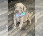 Small #6 Labrador Retriever