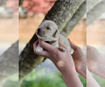 Small Photo #1 Australian Labradoodle Puppy For Sale in BRUSH PRAIRIE, WA, USA