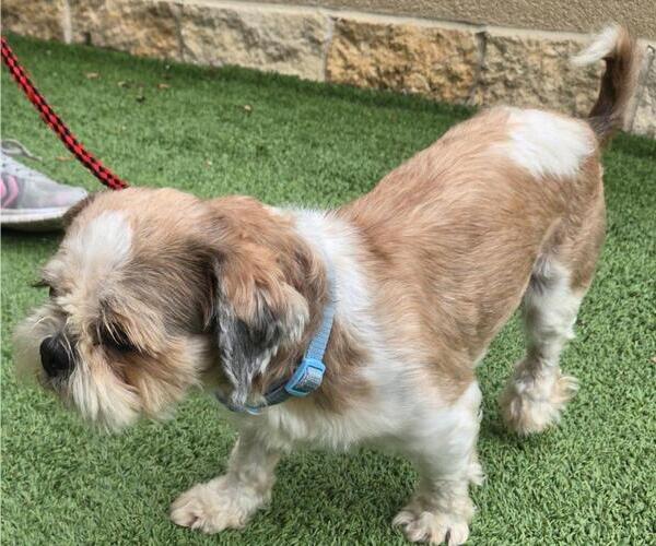 Medium Photo #4 Shih Tzu Puppy For Sale in San Antonio, TX, USA