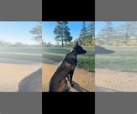 Small #2 Belgian Malinois