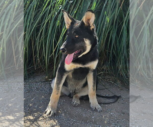 Medium Photo #2 German Shepherd Dog-Unknown Mix Puppy For Sale in Lake Forest, CA, USA
