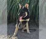 Small #1 German Shepherd Dog Mix