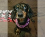 Small #6 Dachshund
