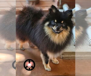 Pomeranian Dogs for adoption in Lebanon, PA, USA
