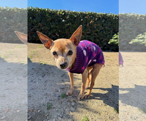 Medium Photo #3 Chihuahua-Unknown Mix Puppy For Sale in Newport Beach, CA, USA