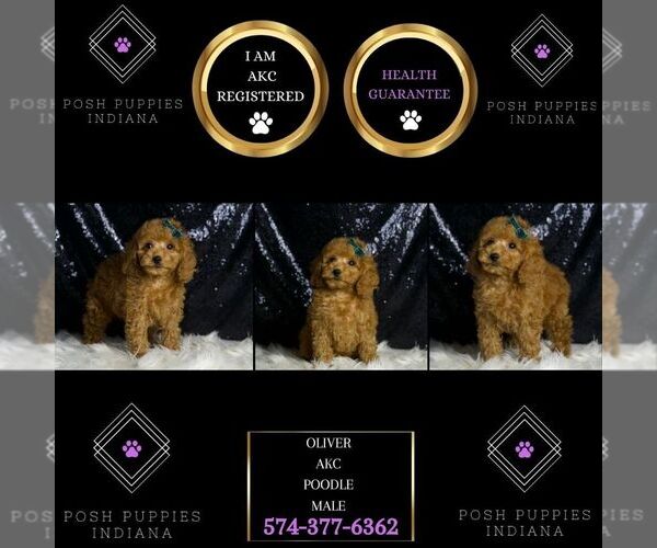 Medium Photo #126 Poodle (Toy) Puppy For Sale in WARSAW, IN, USA