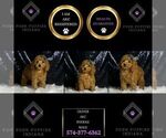 Small Photo #126 Poodle (Toy) Puppy For Sale in WARSAW, IN, USA