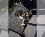 Small Photo #10 Siberian Husky Puppy For Sale in ALTON, IL, USA