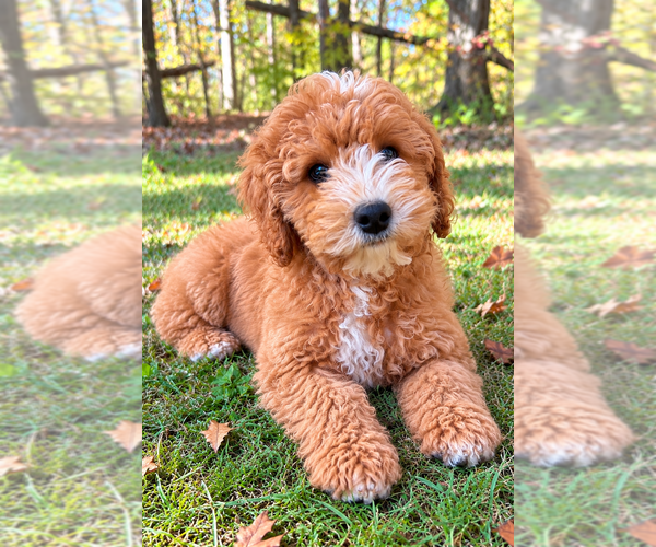 Medium Photo #7 Cavapoo (Miniature) Puppy For Sale in FAIR HAVEN, MI, USA