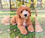 Tate - Male Cavapoo (Miniature) Puppy for Sale - Photo #7