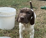 Puppy Sprout German Shorthaired Pointer