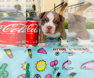 American Bully Dog for Adoption in WHITSETT, North Carolina USA