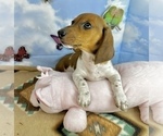 Small #2 Dachshund