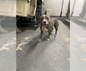 Mutt Dogs for adoption in Stockton, CA, USA