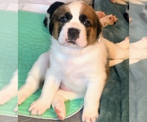 Cane Corso-Saint Bernard Mix Puppy for sale in WORCESTER, MA, USA
