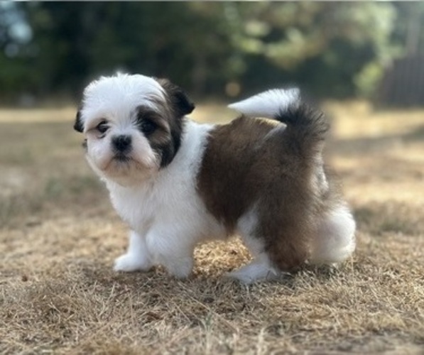 Medium Photo #1 Shih Tzu Puppy For Sale in VENETA, OR, USA