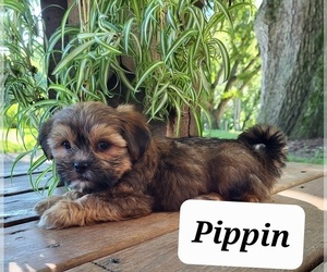 Shorkie Tzu Puppy for sale in STANTON, MI, USA