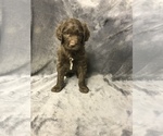 Small Photo #15 English Setterdoodle Puppy For Sale in CHETEK, WI, USA