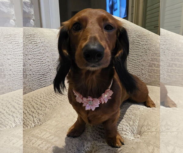 Medium Photo #6 Dachshund Puppy For Sale in Shelbyville, TN, USA