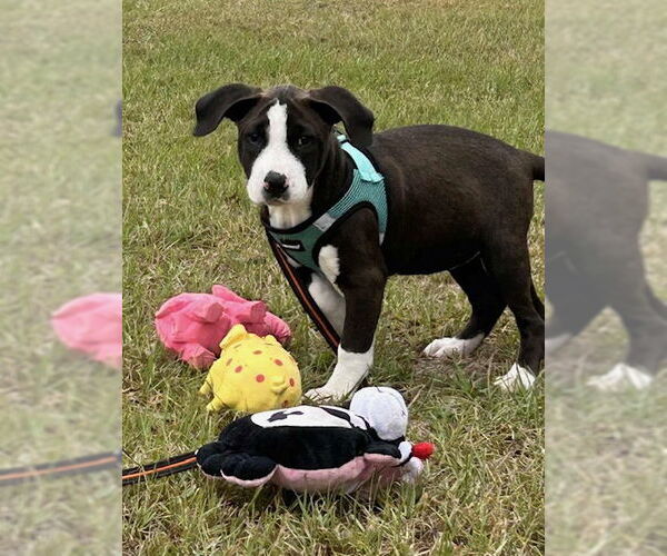 Medium Photo #4 Mutt Puppy For Sale in Tarrytown, GA, USA