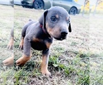 Puppy Red Collar Doberman Pinscher