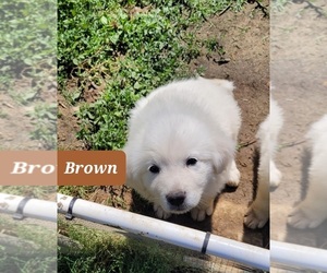 Medium Great Pyrenees