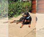 Small #1 Doberman Pinscher
