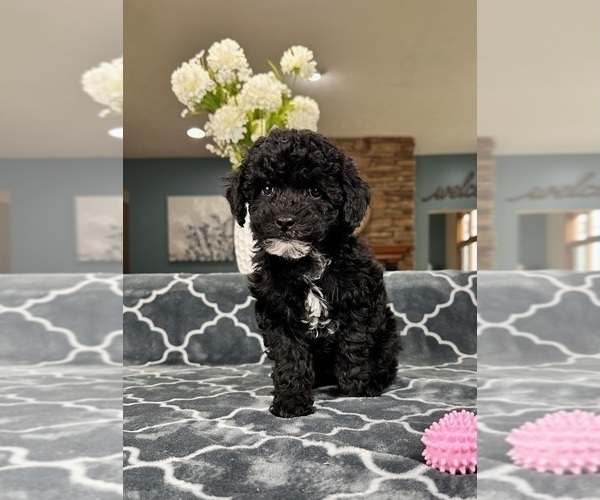 Medium Photo #5 Poodle (Miniature) Puppy For Sale in GREENFIELD, IN, USA