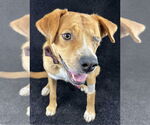 Small #5 Labrador Retriever Mix