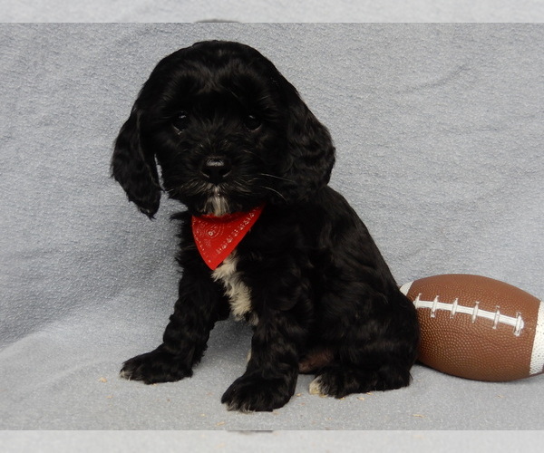 Medium Photo #1 Cockapoo Puppy For Sale in MILLERSBURG, OH, USA