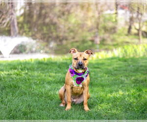 Mutt Dogs for adoption in Unionville, PA, USA