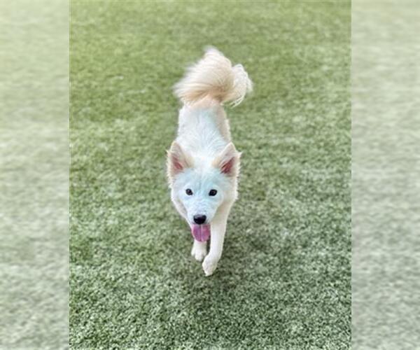 Medium Photo #1 American Eskimo Dog-Unknown Mix Puppy For Sale in Baytown, TX, USA