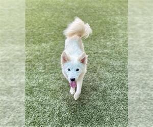 American Eskimo Dog-Unknown Mix Dogs for adoption in Baytown, TX, USA