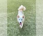 Small American Eskimo Dog Mix
