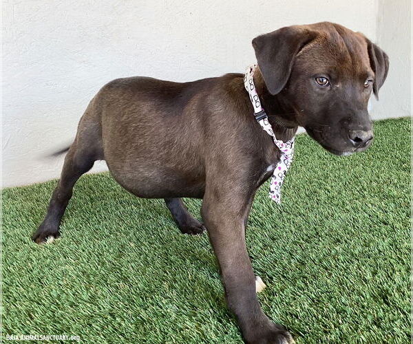 Medium Photo #3 Chocolate Labrador retriever-Weimaraner Mix Puppy For Sale in San Diego, CA, USA
