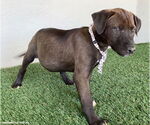Small #2 Chocolate Labrador retriever-Weimaraner Mix