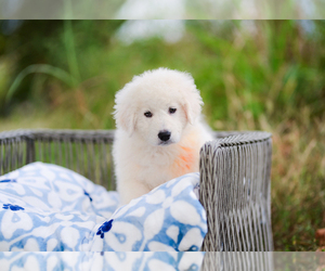 Great Pyrenees Puppy for sale in CONWAY, MO, USA