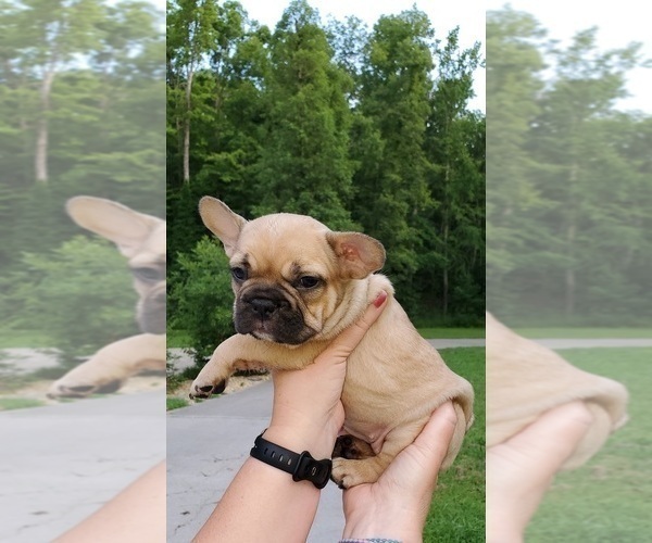 Medium Photo #4 French Bulldog Puppy For Sale in MARYVILLE, TN, USA