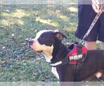 Small Photo #3 American Pit Bull Terrier Puppy For Sale in Osgood, IN, USA