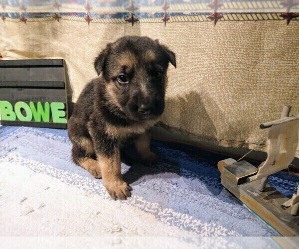 Medium Photo #2 German Shepherd Dog Puppy For Sale in DRURY, MO, USA