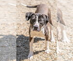 Small Photo #4 Mutt Puppy For Sale in Hilton Head, SC, USA
