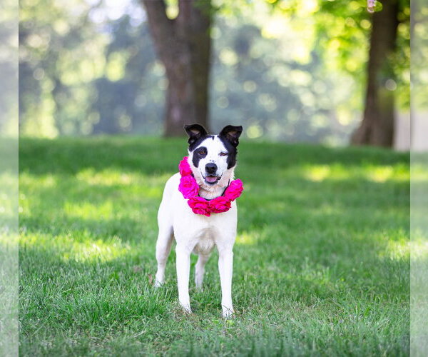 Medium Photo #2 Mutt Puppy For Sale in Unionville, PA, USA