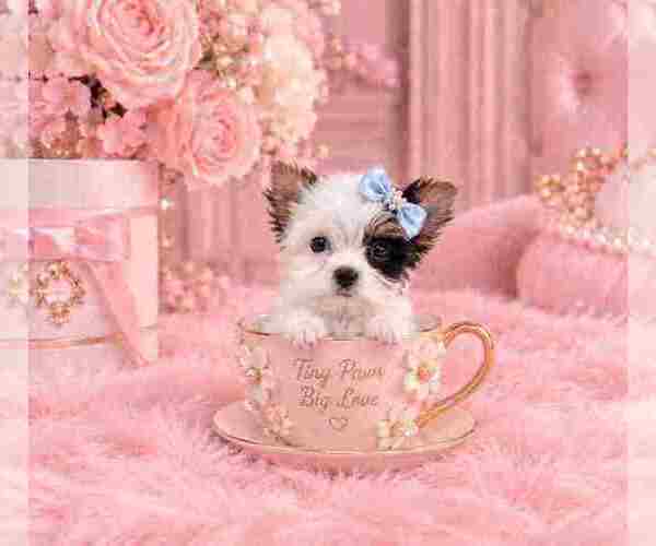 Medium Photo #7 Biewer Terrier Puppy For Sale in MIAMI BEACH, FL, USA