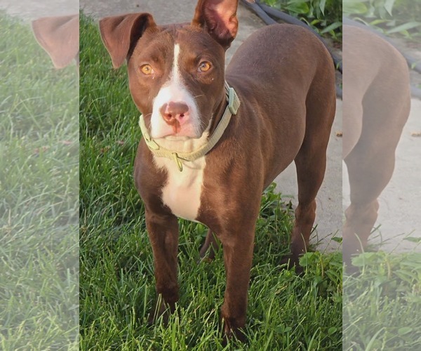 Medium Photo #6 American Pit Bull Terrier-Unknown Mix Puppy For Sale in Germantown, OH, USA