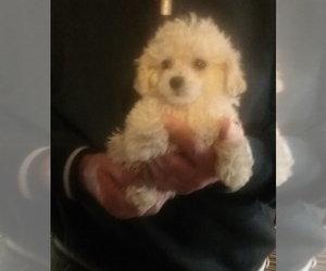 Poodle (Toy) Puppy for sale in CLAYTON, AL, USA