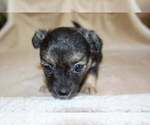 Small Photo #10 Chihuahua Puppy For Sale in HUDSONVILLE, MI, USA